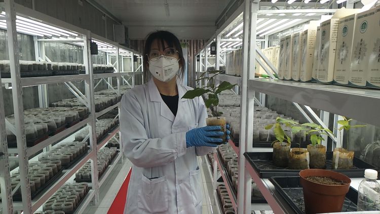 ��������Ѿ�����3��������������ݪֲ