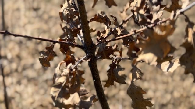 ˫ɽ��԰������